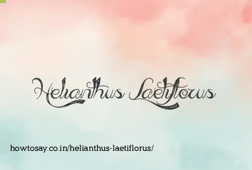 Helianthus Laetiflorus