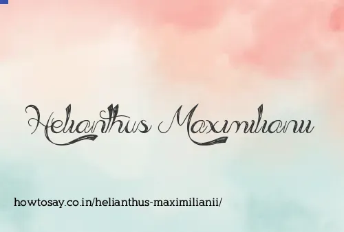 Helianthus Maximilianii