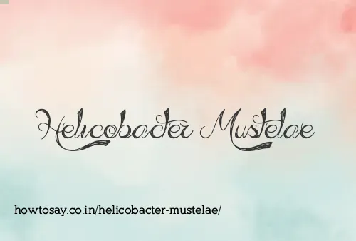 Helicobacter Mustelae