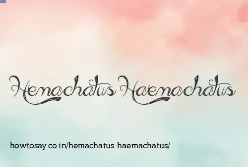 Hemachatus Haemachatus