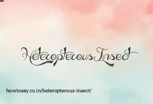Heteropterous Insect