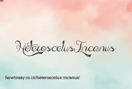 Heteroscelus Incanus