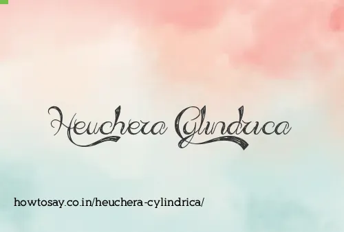 Heuchera Cylindrica