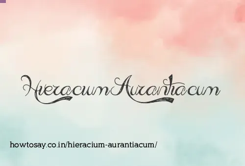 Hieracium Aurantiacum