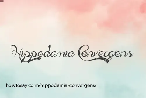 Hippodamia Convergens