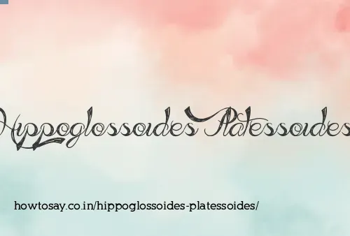 Hippoglossoides Platessoides