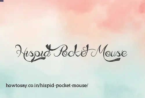 Hispid Pocket Mouse