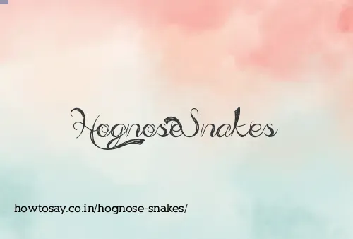 Hognose Snakes