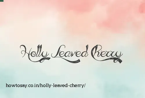 Holly Leaved Cherry
