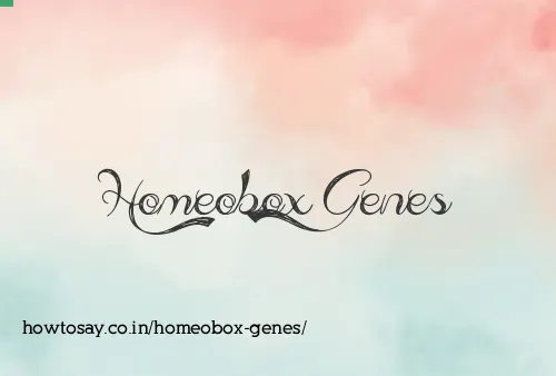 Homeobox Genes