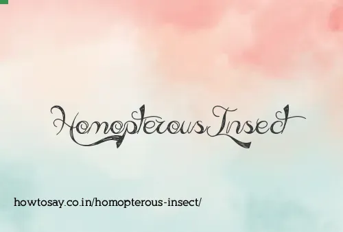 Homopterous Insect
