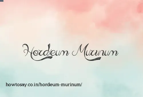 Hordeum Murinum