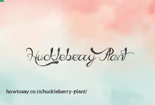 Huckleberry Plant