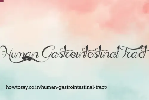 Human Gastrointestinal Tract