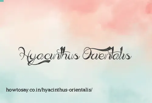 Hyacinthus Orientalis