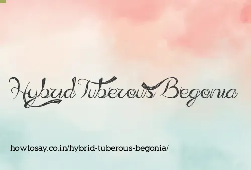 Hybrid Tuberous Begonia