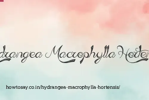 Hydrangea Macrophylla Hortensis
