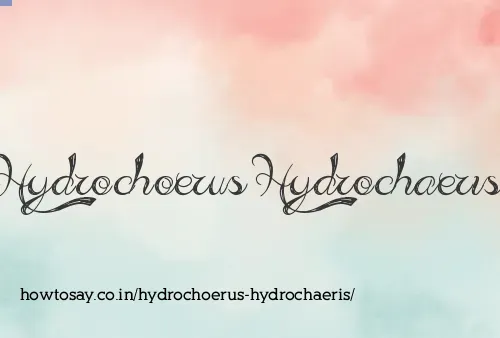 Hydrochoerus Hydrochaeris