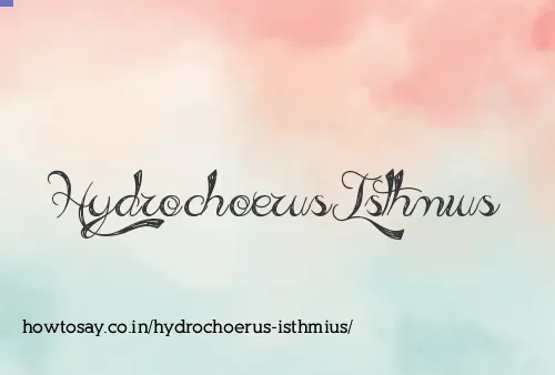 Hydrochoerus Isthmius