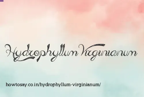Hydrophyllum Virginianum