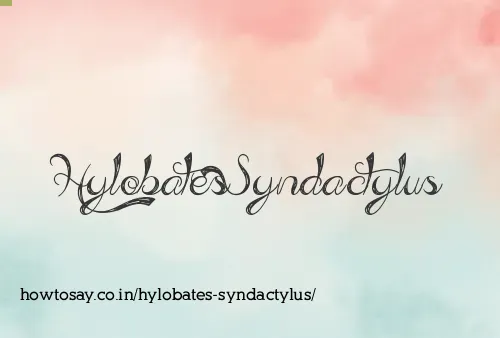 Hylobates Syndactylus