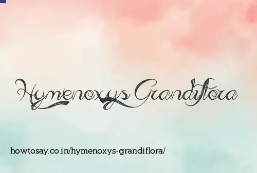 Hymenoxys Grandiflora