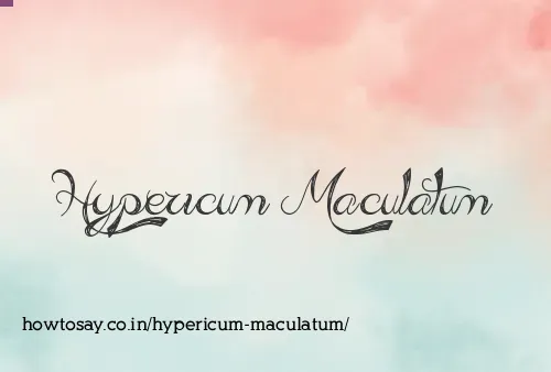 Hypericum Maculatum