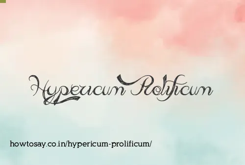 Hypericum Prolificum