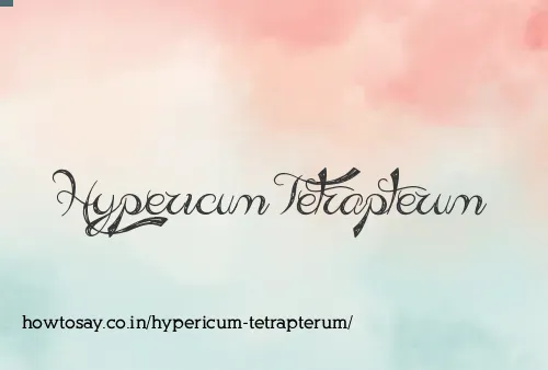 Hypericum Tetrapterum