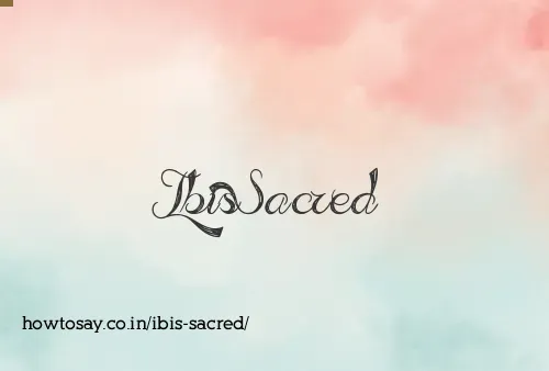 Ibis Sacred