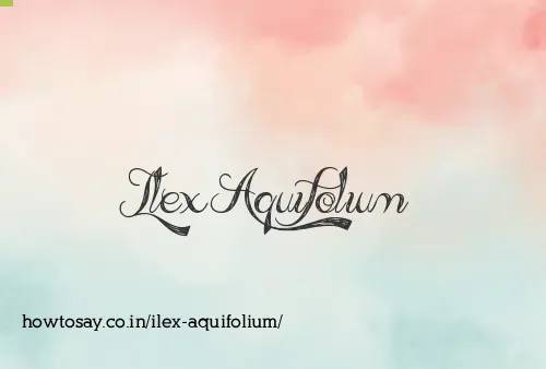 Ilex Aquifolium