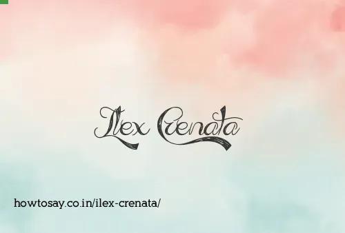 Ilex Crenata