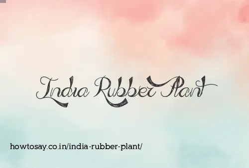 India Rubber Plant
