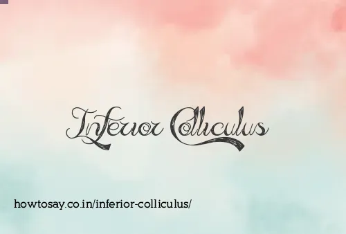 Inferior Colliculus