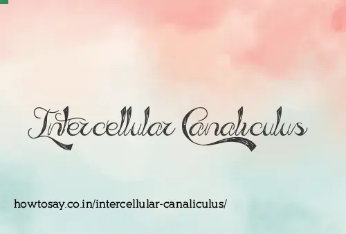 Intercellular Canaliculus