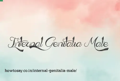 Internal Genitalia Male