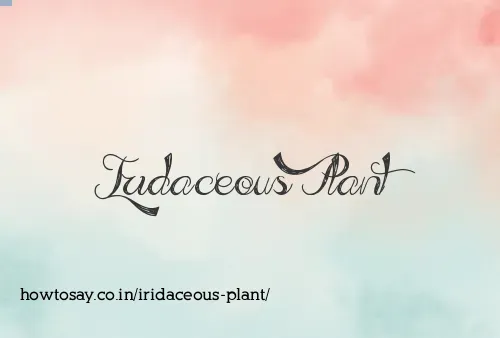 Iridaceous Plant