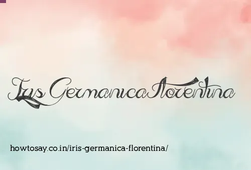 Iris Germanica Florentina