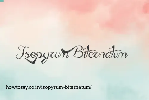 Isopyrum Biternatum