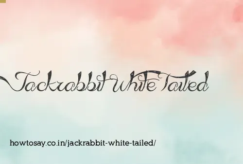 Jackrabbit White Tailed