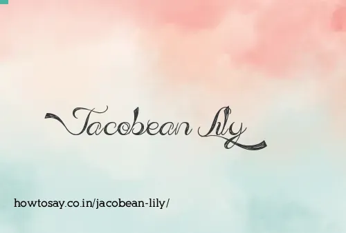 Jacobean Lily