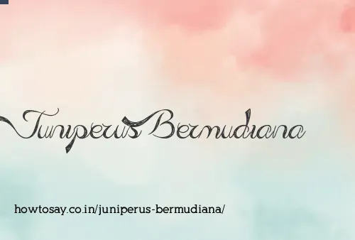 Juniperus Bermudiana