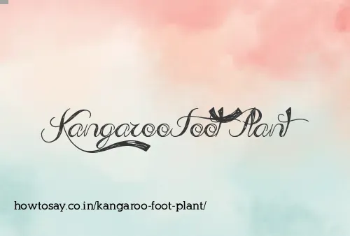 Kangaroo Foot Plant
