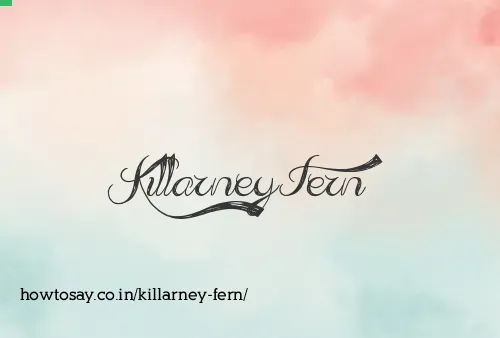 Killarney Fern