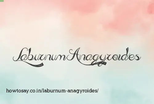 Laburnum Anagyroides