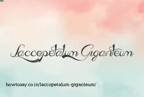 Laccopetalum Giganteum