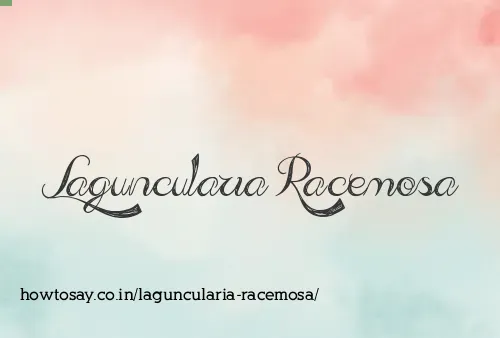 Laguncularia Racemosa