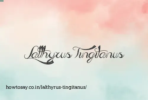 Lalthyrus Tingitanus