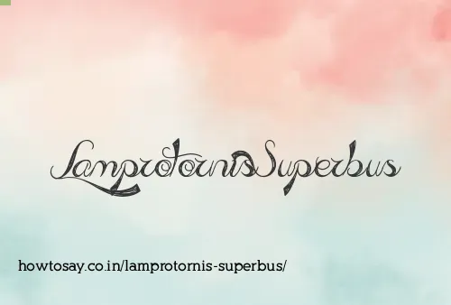 Lamprotornis Superbus