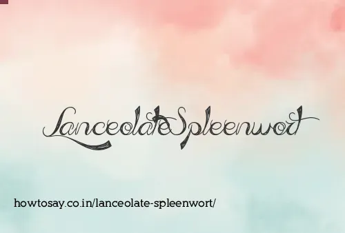 Lanceolate Spleenwort